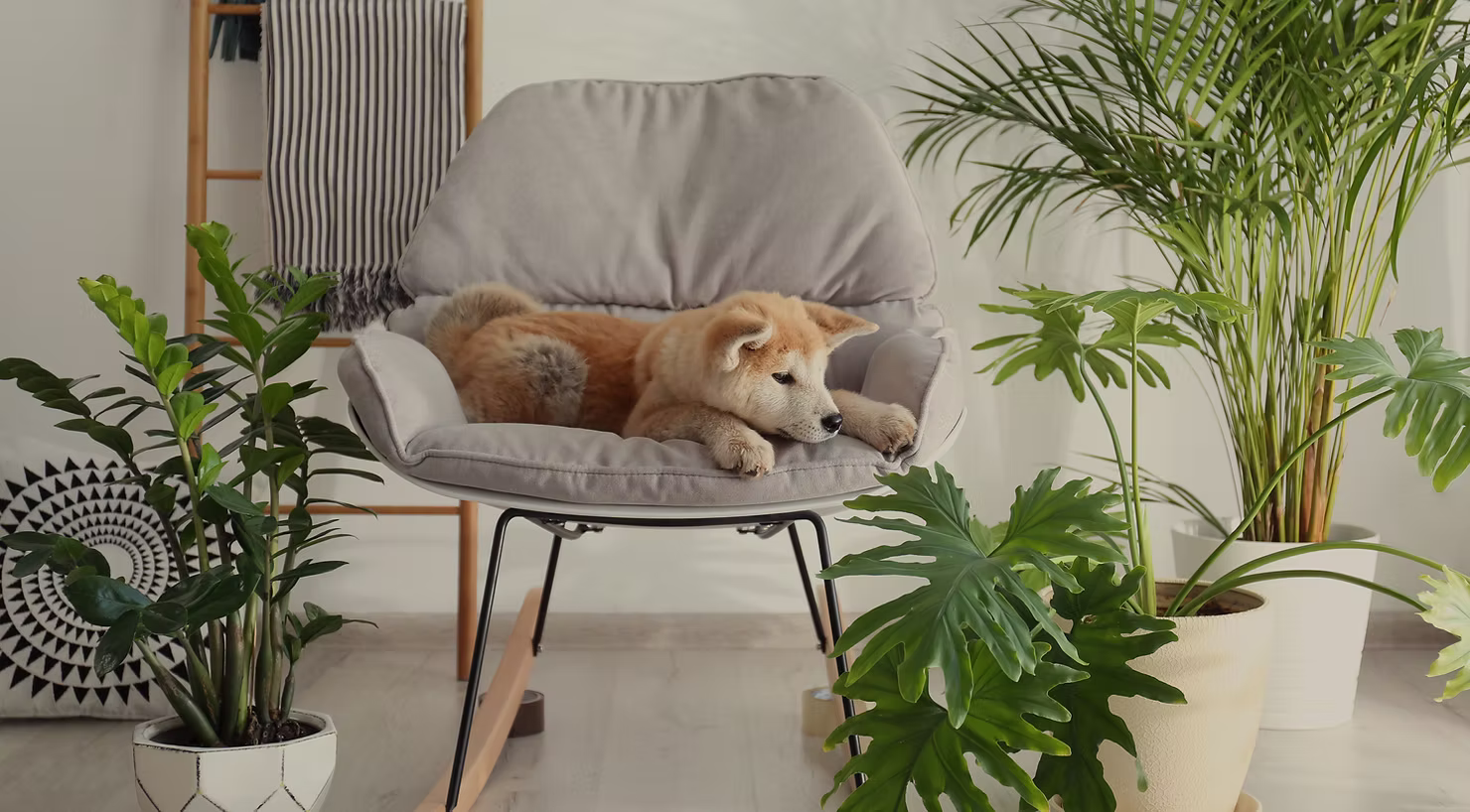 Dragostea de confort