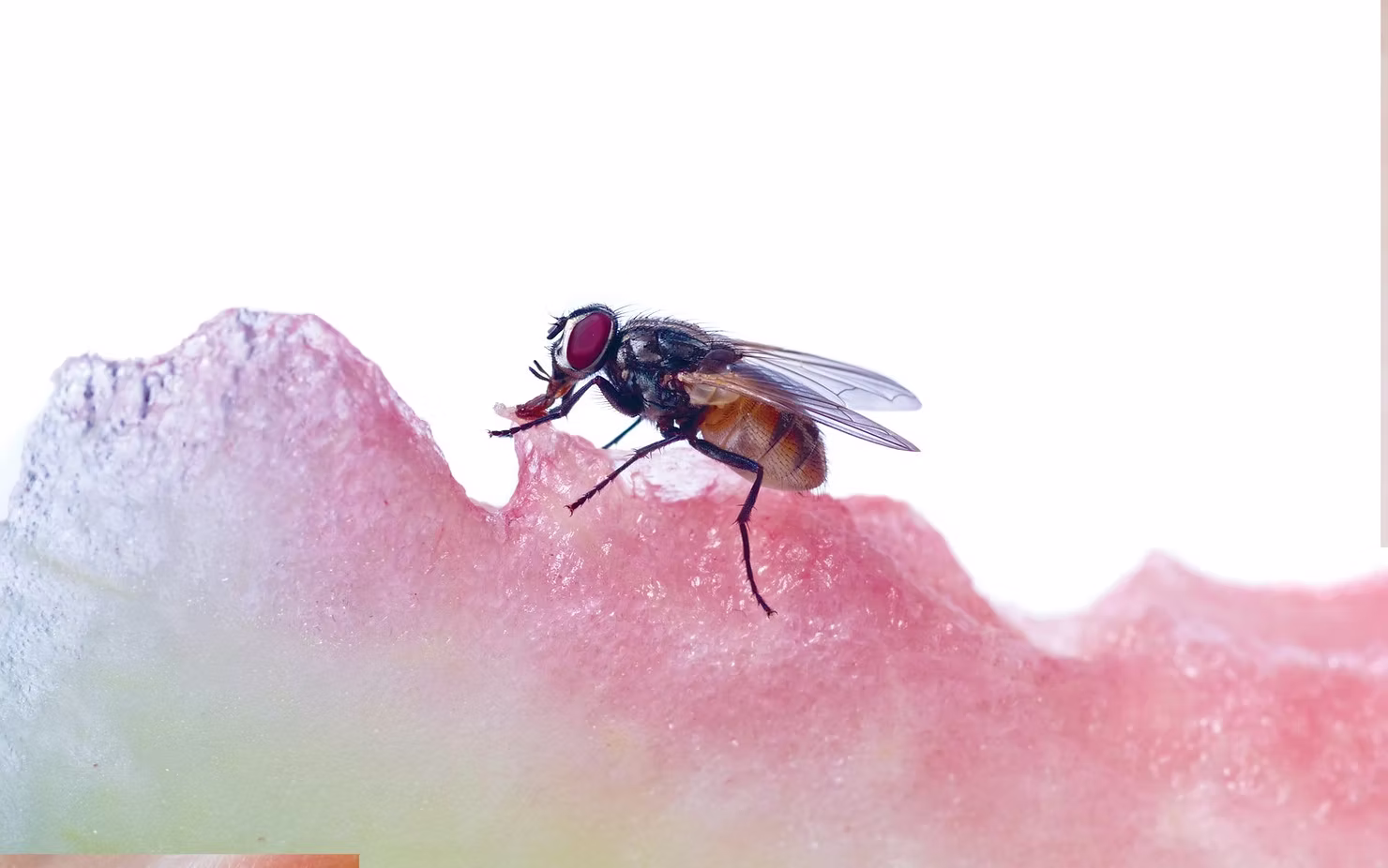 Să fie muștele doar o sursă de germeni?