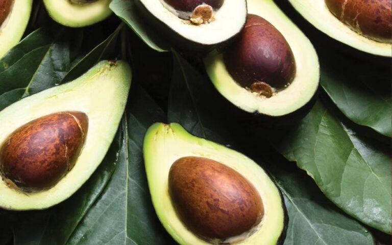 AVOCADO