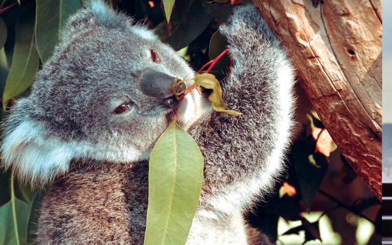 URSUL KOALA